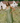 La Lune Scarf Maxi - Fern